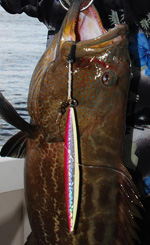 H4L jig, vertical jigging grouper cancun